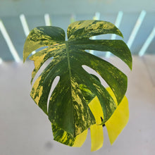 Load image into Gallery viewer, #R9 Variegated Monstera Deliciosa Aurea