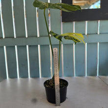 Load image into Gallery viewer, #R9 Variegated Monstera Deliciosa Aurea
