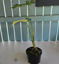 Load image into Gallery viewer, #R9 Variegated Monstera Deliciosa Aurea