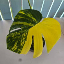 Load image into Gallery viewer, #R9 Variegated Monstera Deliciosa Aurea