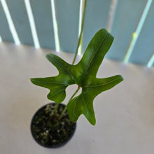 Load image into Gallery viewer, #R245 Anthurium Pedatum