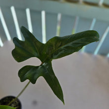 Load image into Gallery viewer, #R245 Anthurium Pedatum