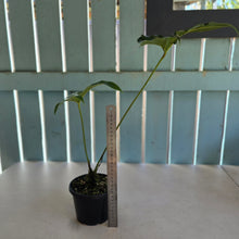 Load image into Gallery viewer, #R245 Anthurium Pedatum