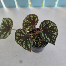 Load image into Gallery viewer, #RD35 Begonia Nigritarum