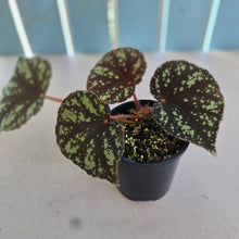 Load image into Gallery viewer, #RD35 Begonia Nigritarum