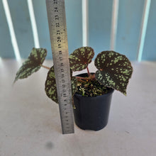 Load image into Gallery viewer, #RD35 Begonia Nigritarum