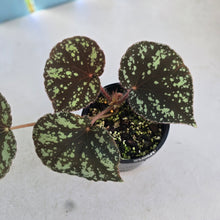 Load image into Gallery viewer, #RD35 Begonia Nigritarum