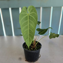 Load image into Gallery viewer, #R31 Anthurium Purple Mama - With 2 x pups