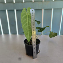 Load image into Gallery viewer, #R31 Anthurium Purple Mama - With 2 x pups