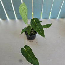 Load image into Gallery viewer, #R31 Anthurium Purple Mama - With 2 x pups