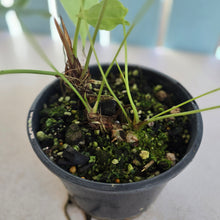 Load image into Gallery viewer, #R31 Anthurium Purple Mama - With 2 x pups