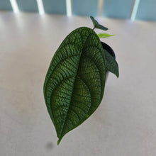 Load image into Gallery viewer, #D85 Piper Parmatum