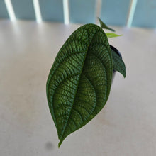 Load image into Gallery viewer, #D85 Piper Parmatum