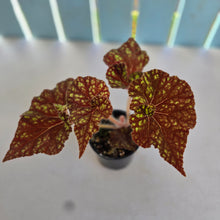 Load image into Gallery viewer, #R88 Begonia Cowardly Lion