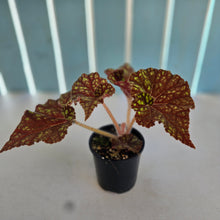 Load image into Gallery viewer, #R88 Begonia Cowardly Lion