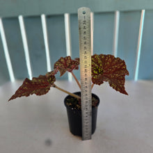 Load image into Gallery viewer, #R88 Begonia Cowardly Lion