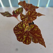Load image into Gallery viewer, #R88 Begonia Cowardly Lion