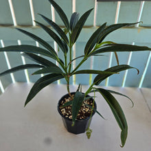 Load image into Gallery viewer, #H238 Medinilla Dolichophylla