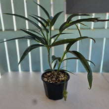 Load image into Gallery viewer, #H238 Medinilla Dolichophylla