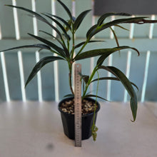 Load image into Gallery viewer, #H238 Medinilla Dolichophylla