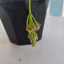 Load image into Gallery viewer, #H238 Medinilla Dolichophylla