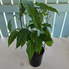 Load image into Gallery viewer, #P62 Thunbergia Mysorensis - Lady Slipper Vine