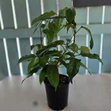 Load image into Gallery viewer, #P62 Thunbergia Mysorensis - Lady Slipper Vine