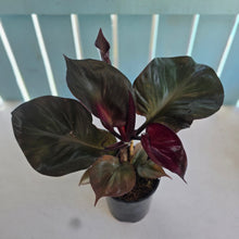 Load image into Gallery viewer, #H10 Philodendron Red Heart