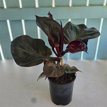 Load image into Gallery viewer, #H10 Philodendron Red Heart