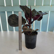 Load image into Gallery viewer, #H10 Philodendron Red Heart