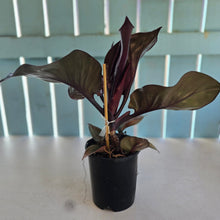 Load image into Gallery viewer, #H10 Philodendron Red Heart