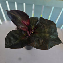 Load image into Gallery viewer, #22 Philodendron Red Heart