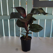 Load image into Gallery viewer, #22 Philodendron Red Heart
