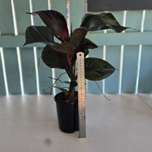 Load image into Gallery viewer, #22 Philodendron Red Heart