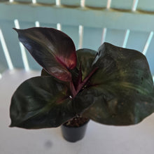 Load image into Gallery viewer, #22 Philodendron Red Heart