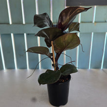 Load image into Gallery viewer, #22 Philodendron Red Heart