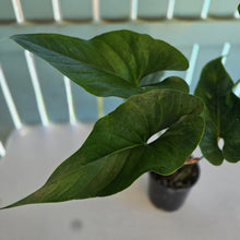 Load image into Gallery viewer, #59 Anthurium Watermaliense