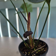 Load image into Gallery viewer, #59 Anthurium Watermaliense