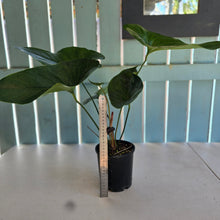 Load image into Gallery viewer, #59 Anthurium Watermaliense
