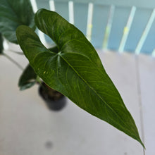 Load image into Gallery viewer, #59 Anthurium Watermaliense