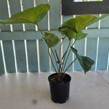 Load image into Gallery viewer, #59 Anthurium Watermaliense