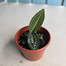 Load image into Gallery viewer, #RD50 Labisia White Lines