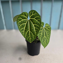 Load image into Gallery viewer, #RA20 Aristolochia Cauliflora