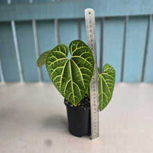 Load image into Gallery viewer, #RA20 Aristolochia Cauliflora