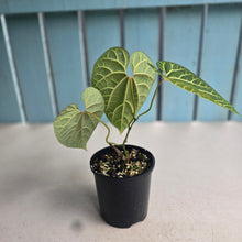 Load image into Gallery viewer, #RA20 Aristolochia Cauliflora