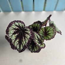 Load image into Gallery viewer, #RA18 Begonia Fireworks