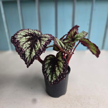 Load image into Gallery viewer, #RA18 Begonia Fireworks