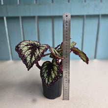 Load image into Gallery viewer, #RA18 Begonia Fireworks