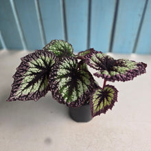 Load image into Gallery viewer, #RA18 Begonia Fireworks