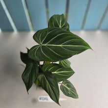 Load image into Gallery viewer, #RD12 Philodendron Gloriosum